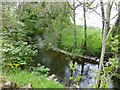 Tree lined River Caldew