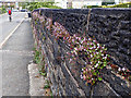 Herb Robert and Cyclist on parapet of Hague Bar railway bridge