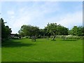 Community Orchard, Memorial Playing Field, Steyning