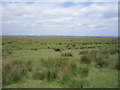 NY3059 : Rough grazing, Solway Marshes by JThomas