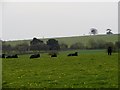 NZ1047 : Cattle in field by Robert Graham