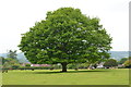 Tree on the green, Woodgreen