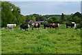 Cows in field at East Martin