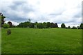 Trees in Brockwell Park