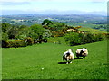 Sheep, Dunbunrawer