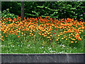 Roadside flowers