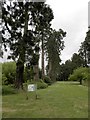 Giant Redwoods in Glebe Park, Inchture