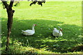 Ducks/Geese at Brodick