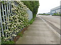 Hawthorn blossom alongside Chequers Lane