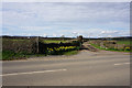 Daffodils by the track to Monksland Farm