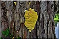 Ardington Brook Island: Yellow Sulphur Fungus