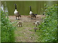 Gatwick geese and goslings