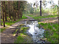 Path, Swinley Forest