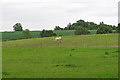 TL8638 : Horse in paddock near The Ryes, Little Henny by Roger Jones