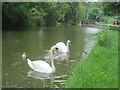 Swans on the Grand Union Canal