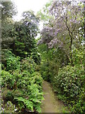 SS8746 : Path through Greencombe Gardens by Roger Cornfoot