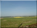 Grassland at North Powrie