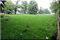 Sheep in the Stowe Park