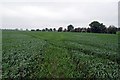 Footpath to Lambourne Hall Rd