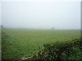 NZ0357 : Grazing in the mist near Low Fotherley by JThomas
