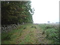 Field entrance and woodland, Healey Riggend