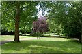 Trees in Priory Park, Hornsey