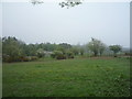 Grazing near Glencroft