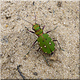 SU9360 : Green Tiger Beetle, Cicindela campestris by Robin Webster