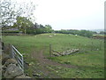 Grazing, Unthank Farm