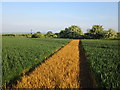 Footpath to Barnstone