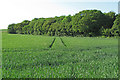 Looking over wheat field to small wood, Great Henny