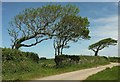 Trees near Dexbeer