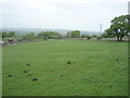 Grazing, Springwell House Farm