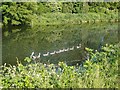 Goose family on the River Lea, near Waltham Abbey