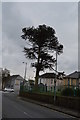 Monkey Puzzle Tree, Victoria Gardens