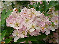 Pink hawthorn, Crataegus monogyna