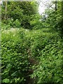 Overgrown old railway route in Pudsey