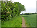 Footpath to Little Dunmow