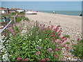 Red valerian on the shingle at Pevensey Bay