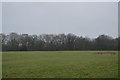 Farmland by Bilton Lane