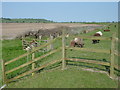 TQ9225 : Sheep on the Sussex Border Path by Marathon