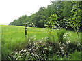 Field edge and woodland at Doune