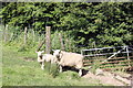 SH6918 : Lamb and Sheep by Jeff Buck