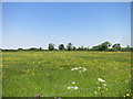 Buttercup Meadow