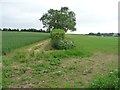 Incomplete boundary hedge, Morns Field