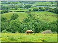 SO2422 : Lone horse in the beautiful Grwyne Fechan valley by Jonathan Billinger