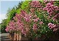 Valerian, Greenway Road, Chelston