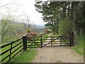 Driveway  to  Nidd  Cottage