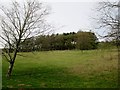 Edge  Plantation  from  Nidderdale  Way