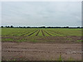 Crops in a very large field at Cold Hatton